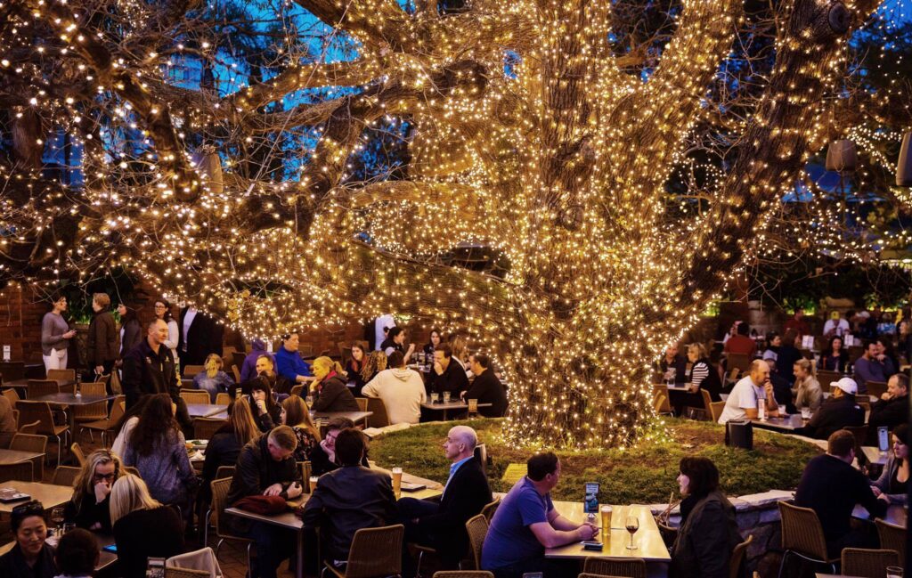 A tree lit up with fairlights